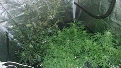 obscura1594337939998