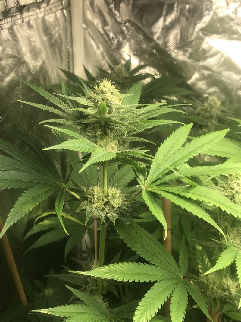 12685BDF-AF07-4F22-888E-3DA471398B87