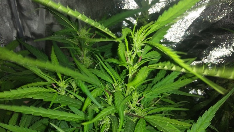 End week 11 eddies super cheese