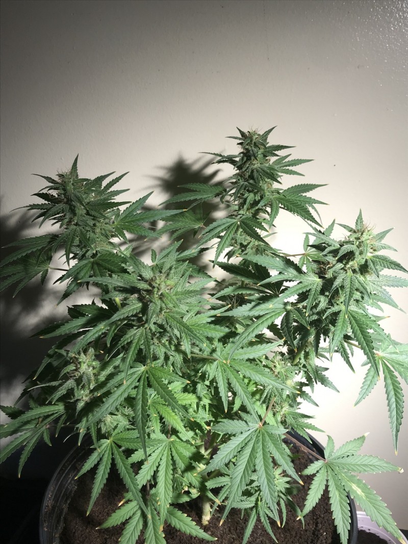 C50A3A17-7C69-44BC-AC03-CF2961A7B34E