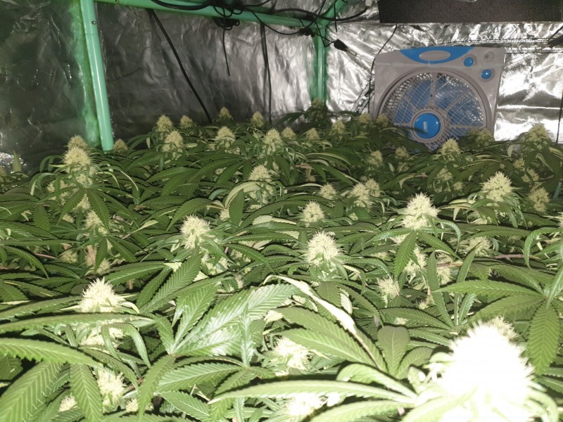 Chiesel week 4 flowering