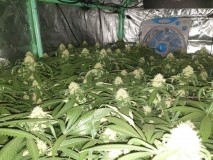 Chiesel week 4 flowering