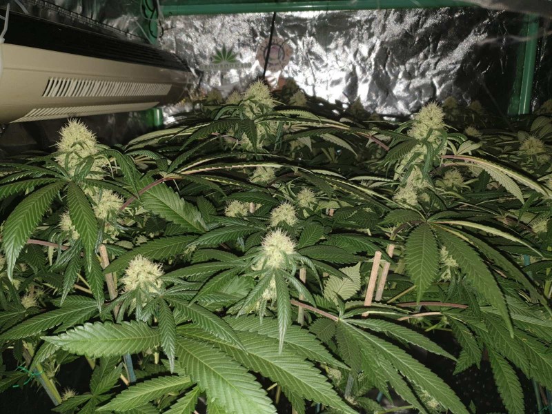 Chiesel week 4 flowering