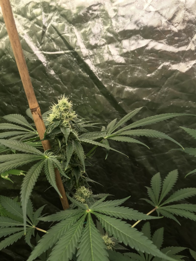 A6E3A9AC-92FB-4CEA-BCAD-C03FD40689FF