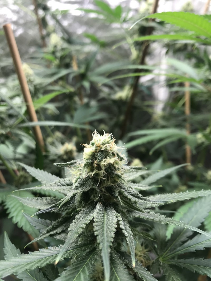 F62764DD-3F21-43F2-935A-B4E9D0405213