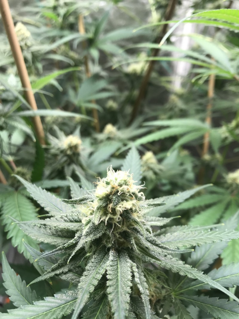 53FDAA3A-0DF9-4AB3-A0C4-33CACE45CC5C