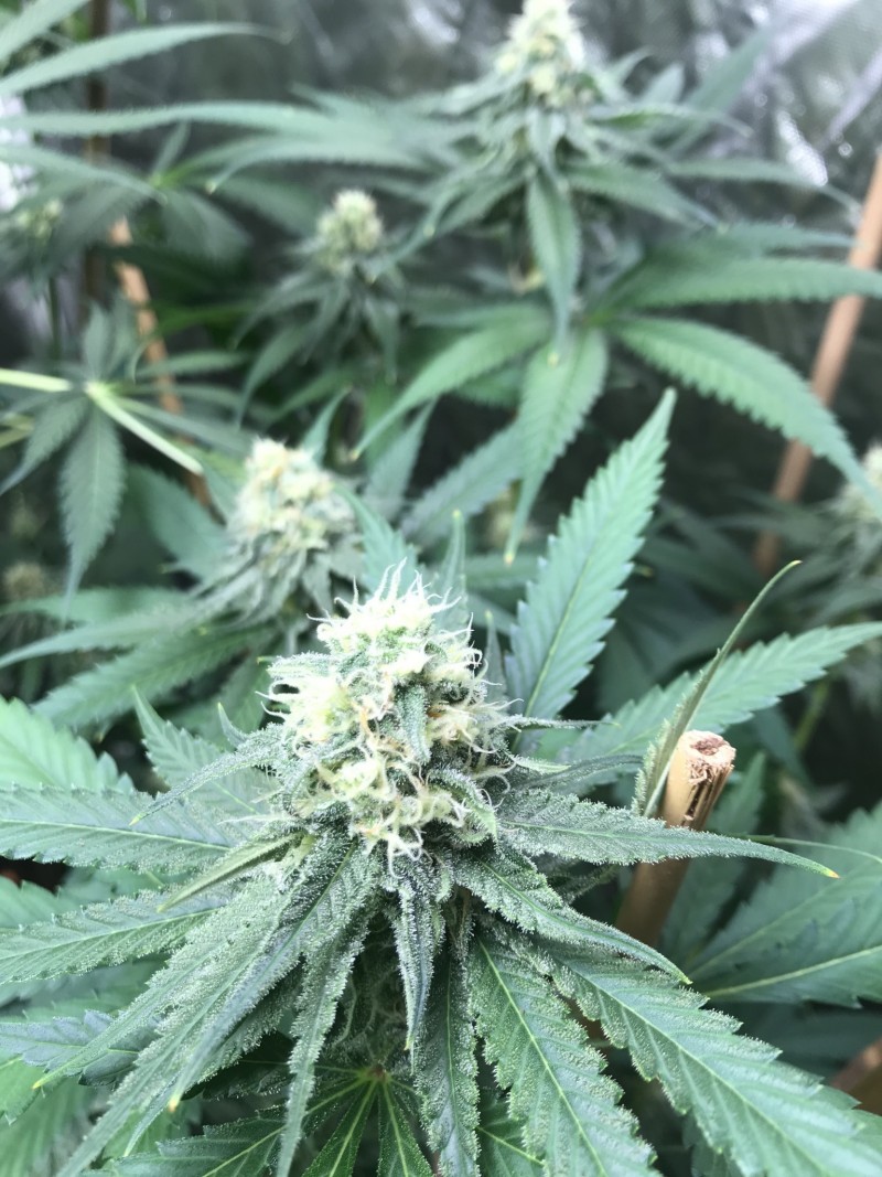 EAFE174A-D33C-45BF-81F5-63AA191AB464