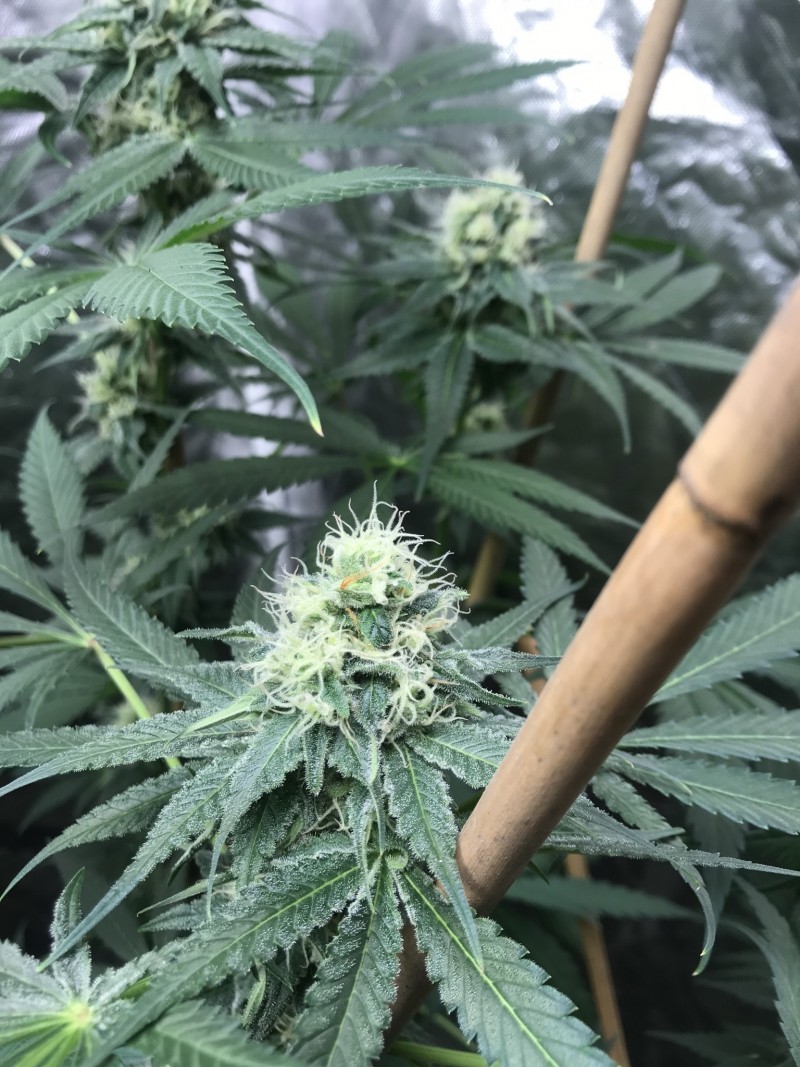 777A9BE2-DB0C-44CE-9520-890D9DBB35FE