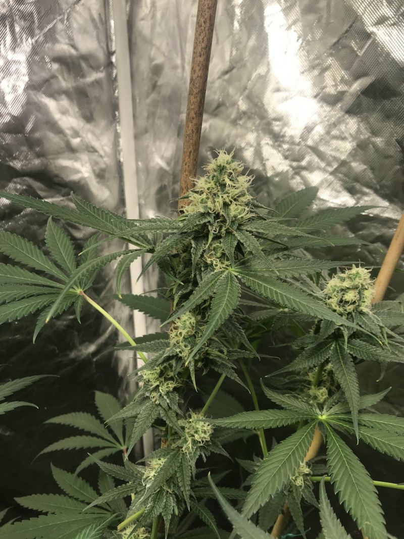 910ED782-F6E1-4639-8C48-0D1762DD7F50