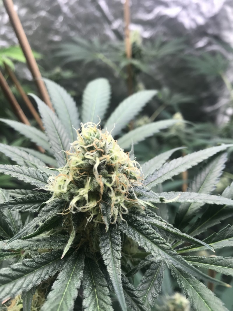 17BD61AB-DCFD-4C9E-B17E-ABD579B63ABE