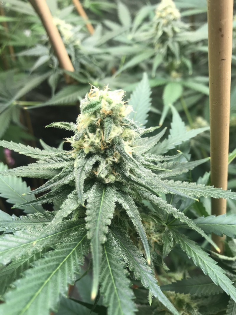 34C5D527-34DD-4DC0-8DB1-6589AD9DEE24