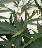 423C410B-F3F8-4FC6-B0EB-38829D2D2CC2