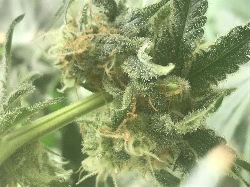 53F0F6FD-CDBF-483A-9E8E-E9525CDC7CE0