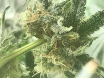 53F0F6FD-CDBF-483A-9E8E-E9525CDC7CE0