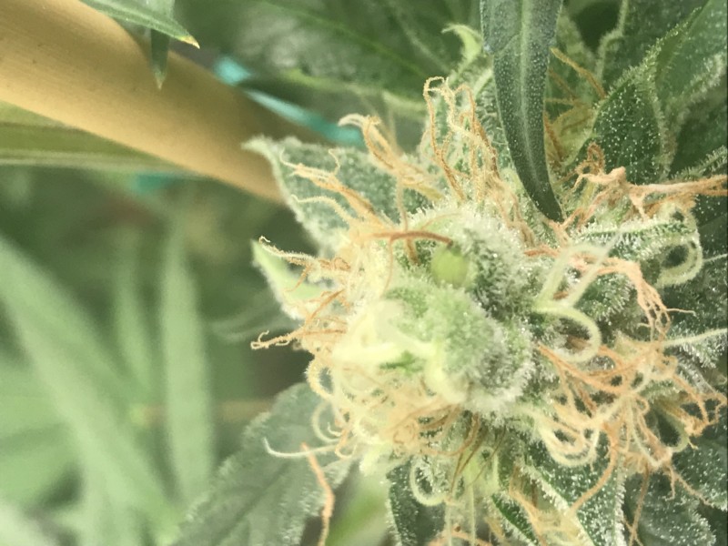 C103458B-B4D8-432A-A200-4318ECA0A355