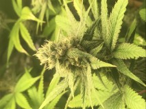 FDE1B838-E6D3-44AB-805F-DA35CE80C80E