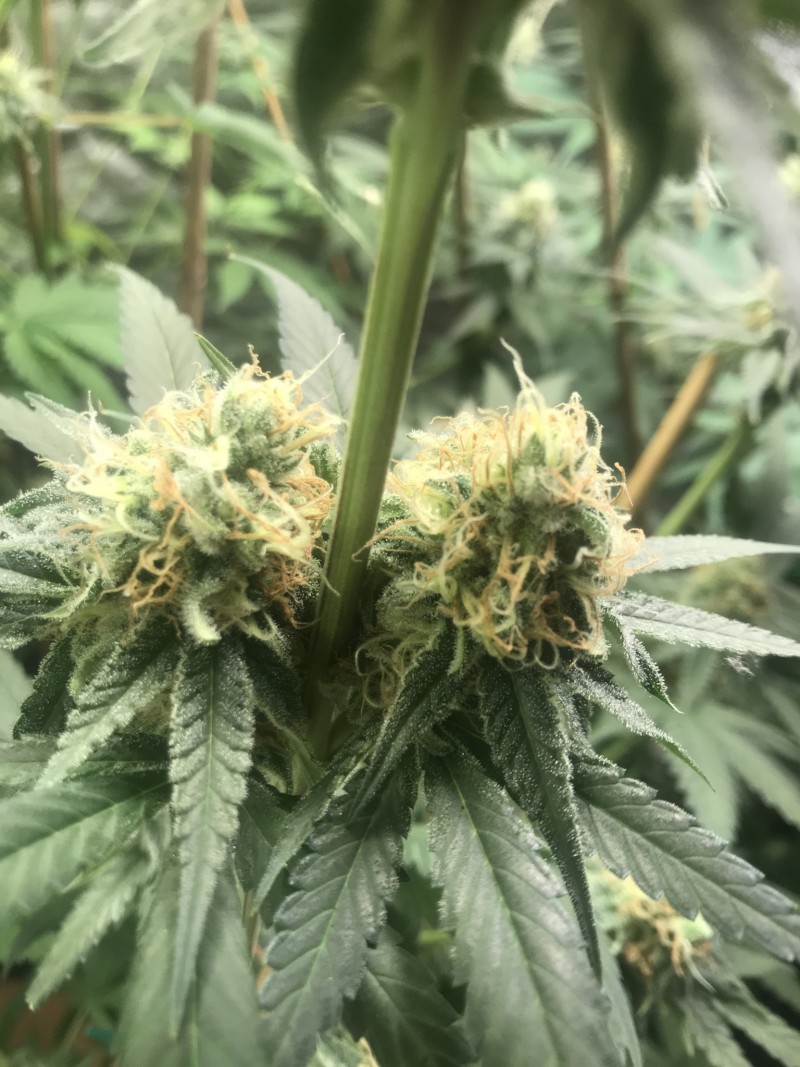 9DABC9E0-D0D3-48B3-8C9F-11FBA90D7DB6