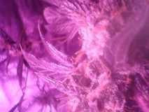 obscura1595425373405