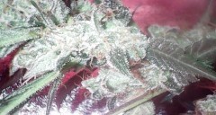 obscura1595425979063