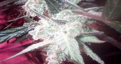 obscura1595425964006