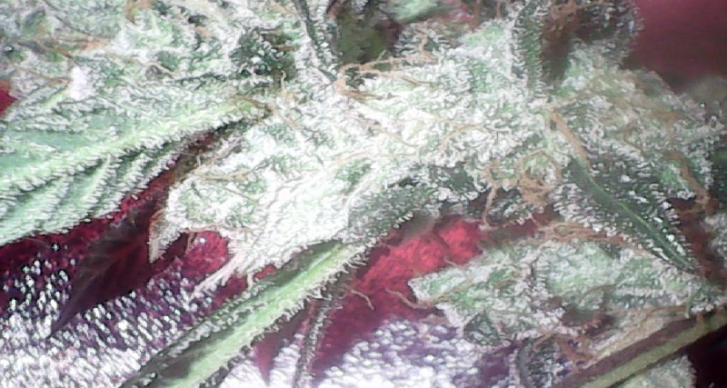 obscura1595425954985