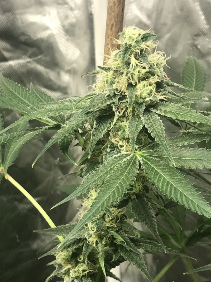 B45DC990-63A6-4771-A980-382E22CEBA60