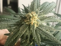 4613B436-8F10-4E77-8F37-02F7E3B466AF