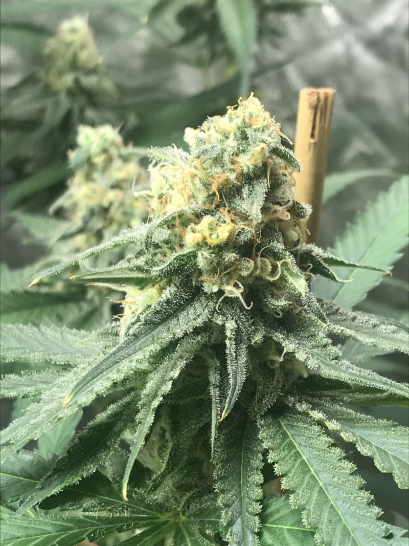 8A9E21C7-1DE1-4092-8089-FC961BF02206