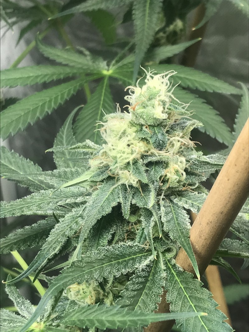 955E232B-D11E-43FC-99C2-DB0A91B1FEAD