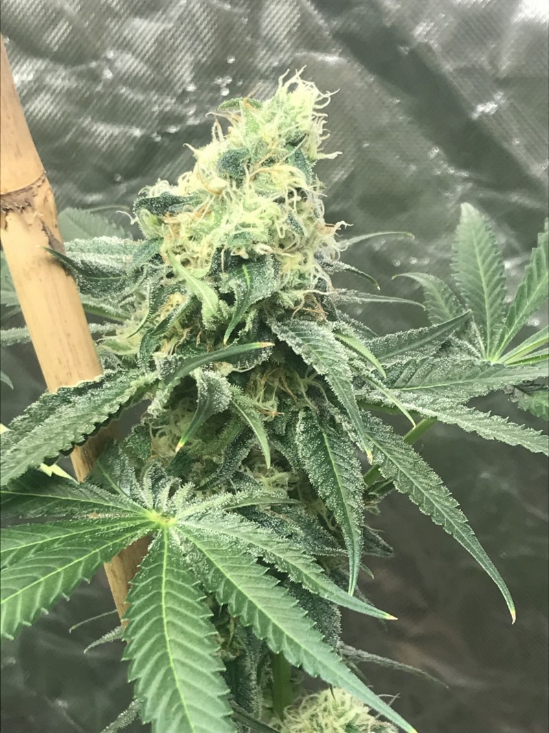 18A74DC1-6404-41B2-B178-C1899EEF0CE9