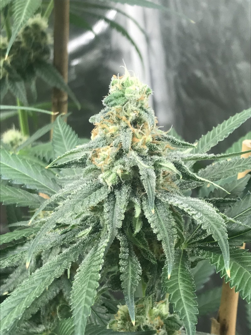 05FA766D-7E51-41A8-9CAE-96615DB86250