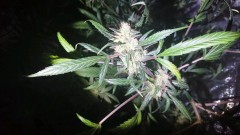 obscura1595612617208