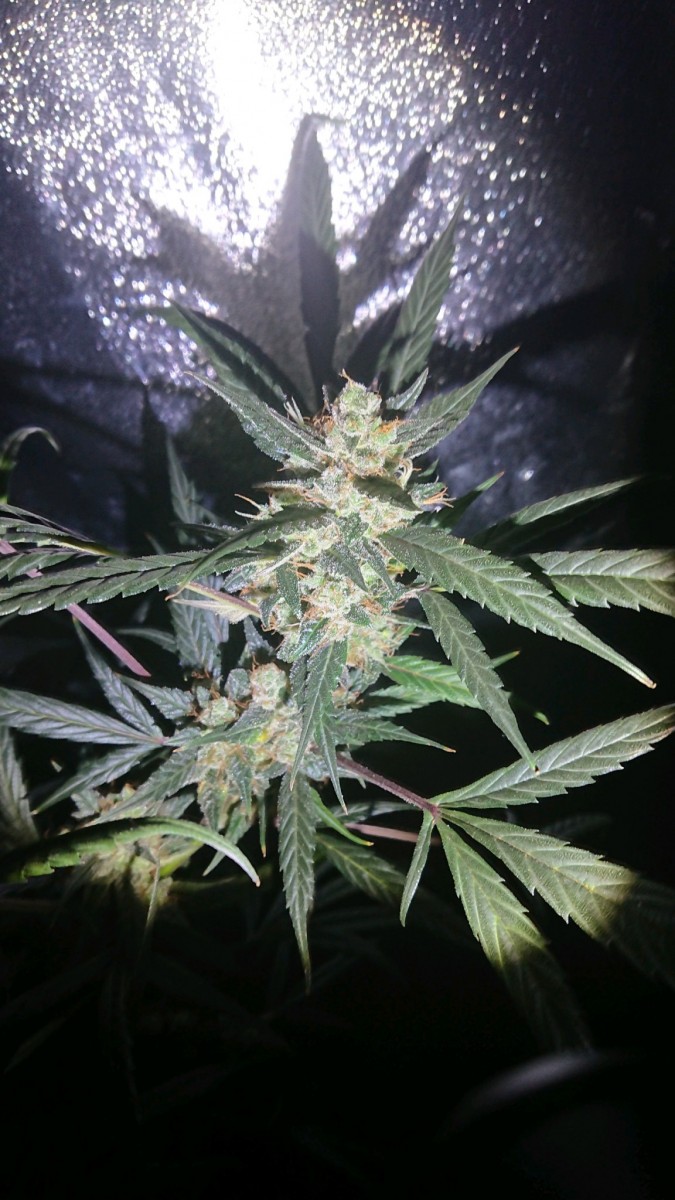 obscura1595612642747