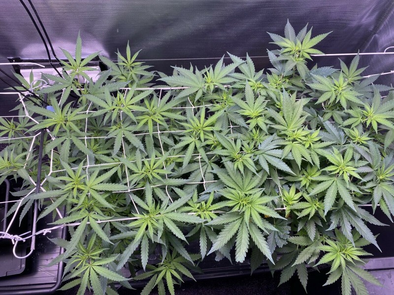 D4A43C5C-38F1-41F2-A8FC-FD4A64ED4481