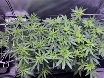 D4A43C5C-38F1-41F2-A8FC-FD4A64ED4481