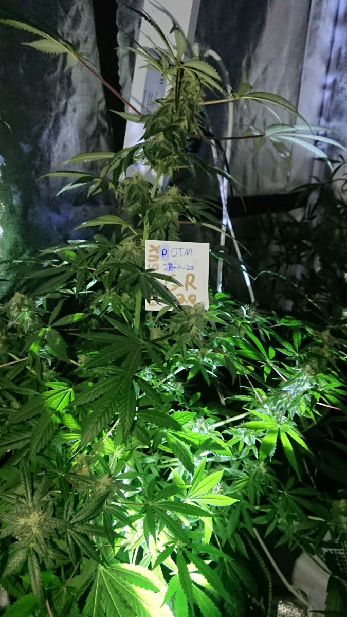 obscura1595890265230