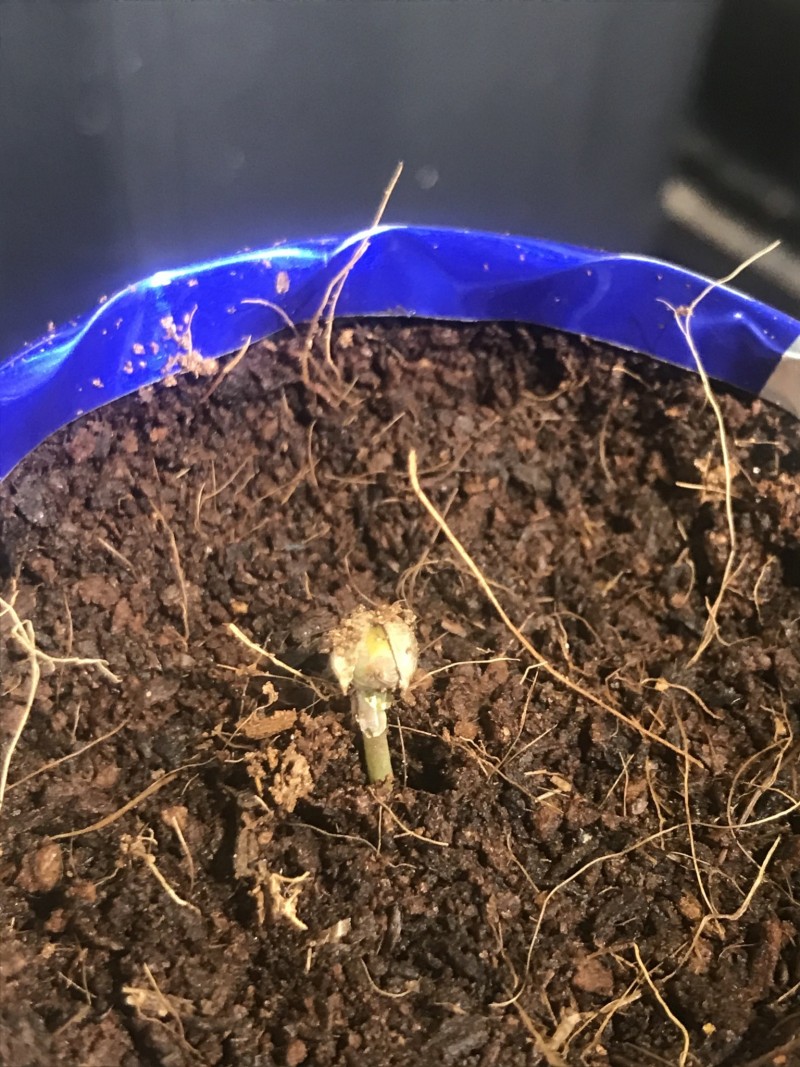 B9D6A676-1BC2-4D65-B6CD-44819120DCCB