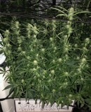 20F10403-7B52-40ED-9444-3EDFC102AEE5