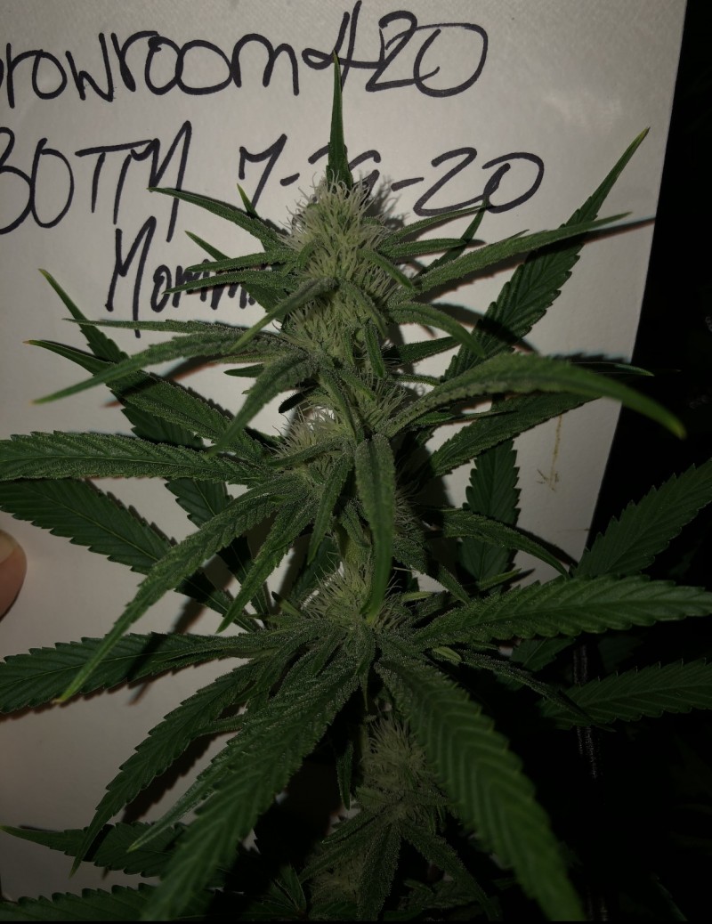 BE334ACD-BF7A-4C9D-8626-B0D2D12983D3