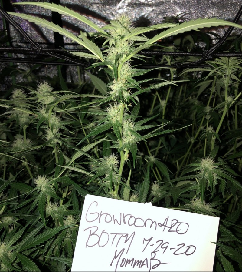 BCADDC7B-6A78-4DF1-8AB3-8E68FEB32FEC