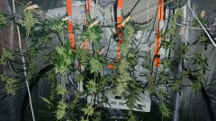 obscura1596137931421