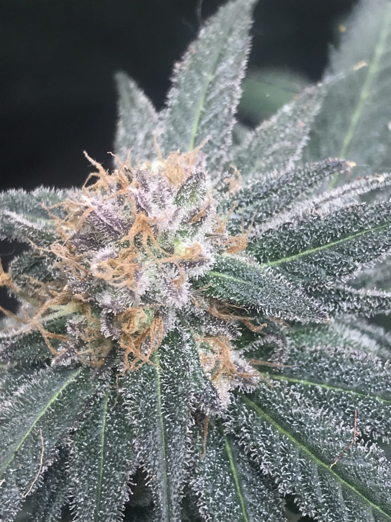 3B3BB86A-D5E5-4D1A-AC66-088FD9F7CF02