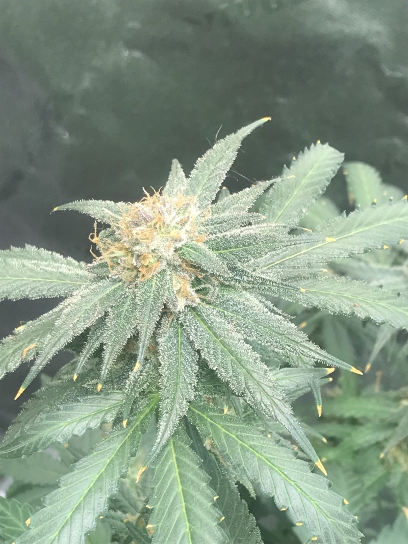 E6BC52BA-CC41-40C7-B23D-0C74372F28DA