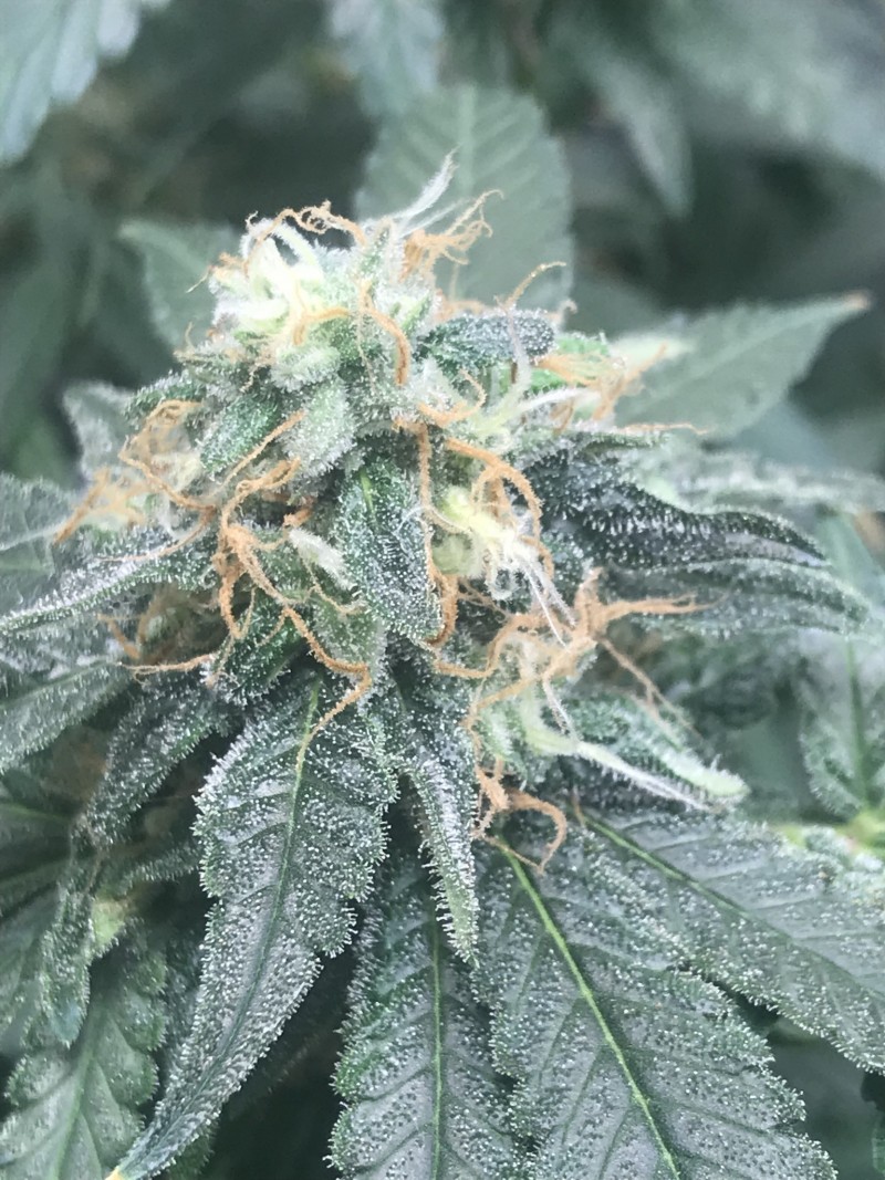 9658A847-92C9-4BCB-83BA-B5C9DB081C2F