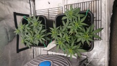 15965283988529198663737039164656