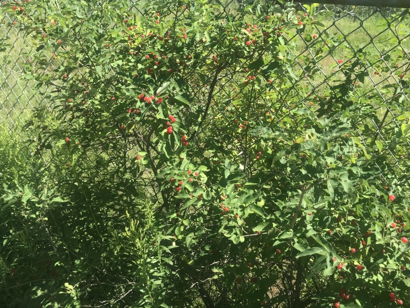 55244A9F-1689-4EBB-9C7A-BE4D5FAFC74D