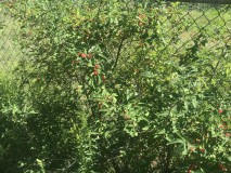 55244A9F-1689-4EBB-9C7A-BE4D5FAFC74D