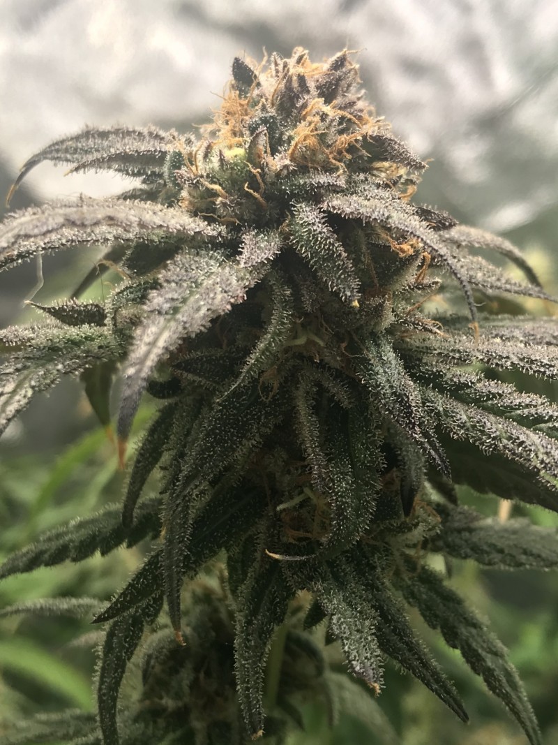 BB153774-4394-47B9-8A84-A6BA91806330