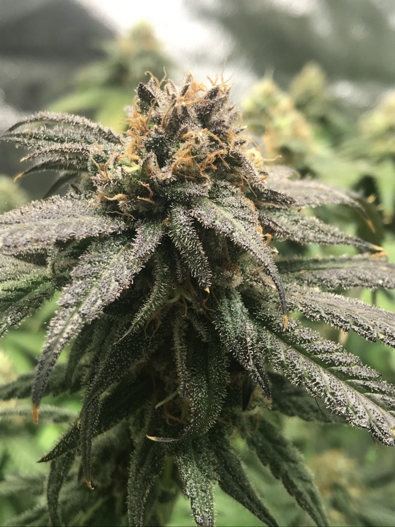 F9698646-919E-4C0D-B5A6-FA3103471CBF