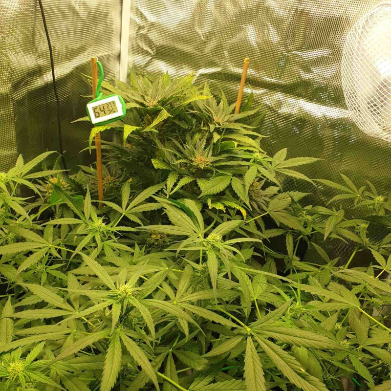 IMG_20200806_185701_431